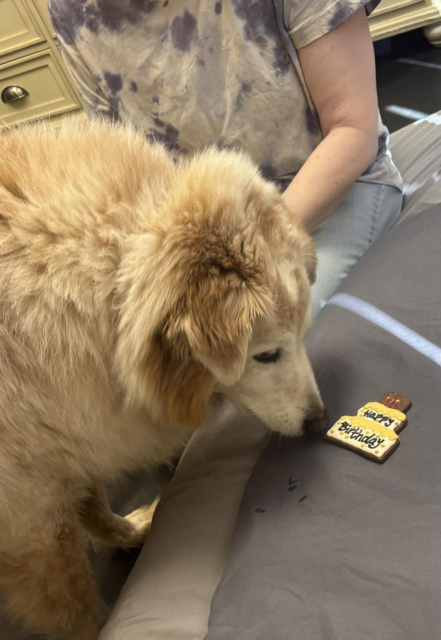 Senior Dog Massage & Arthritis Support