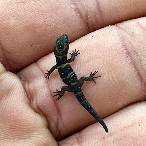 Terrarium Station Logo