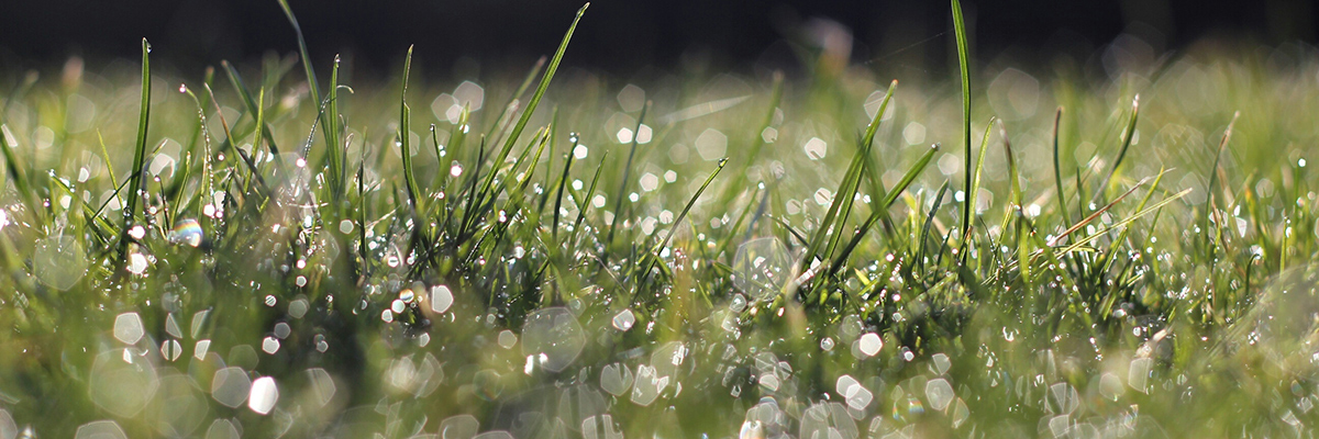 Handlebar Landscapes Logo