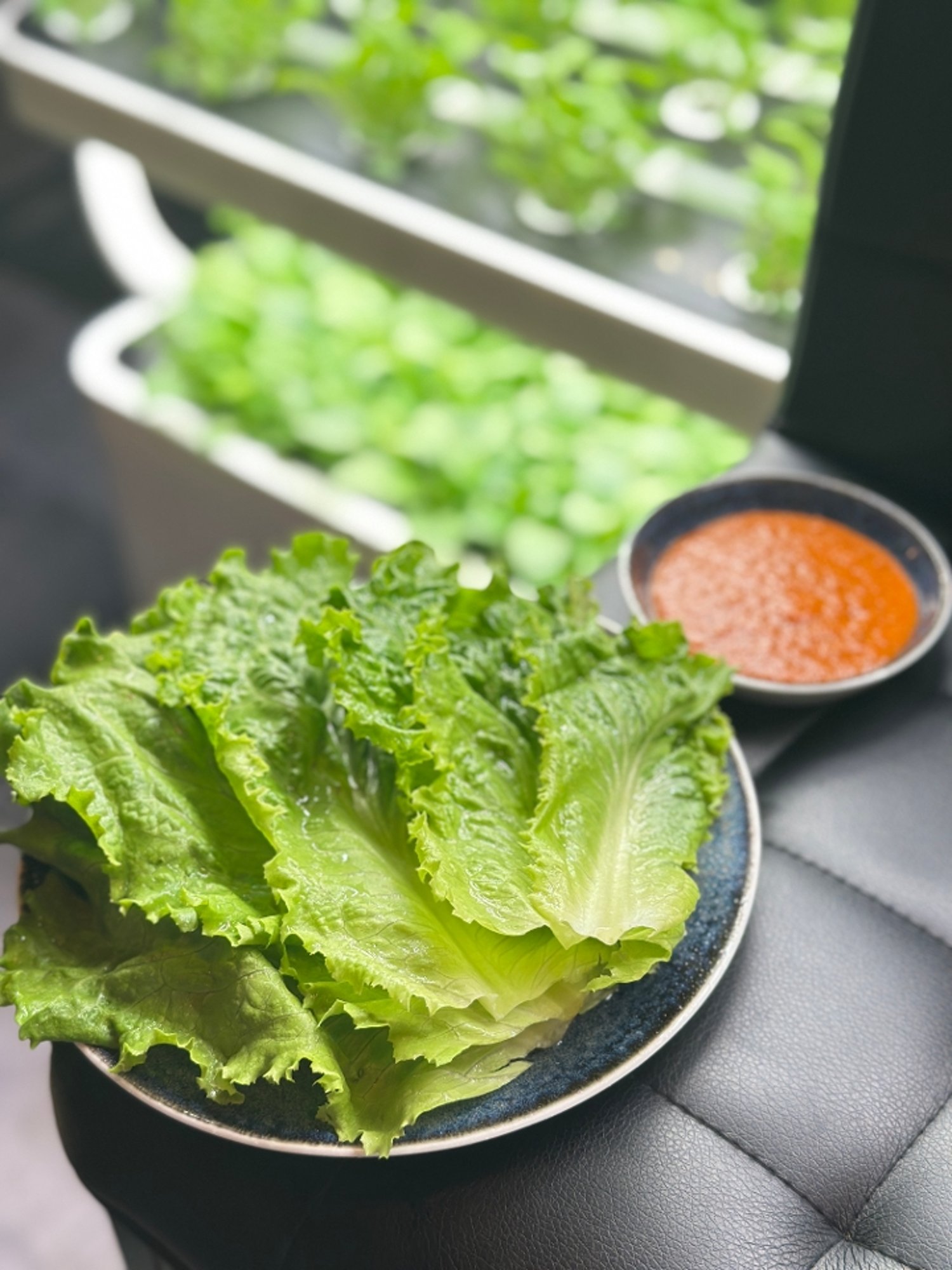 SSAM (lettuce & ssamjang)