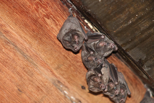 NJ Pest Control Image