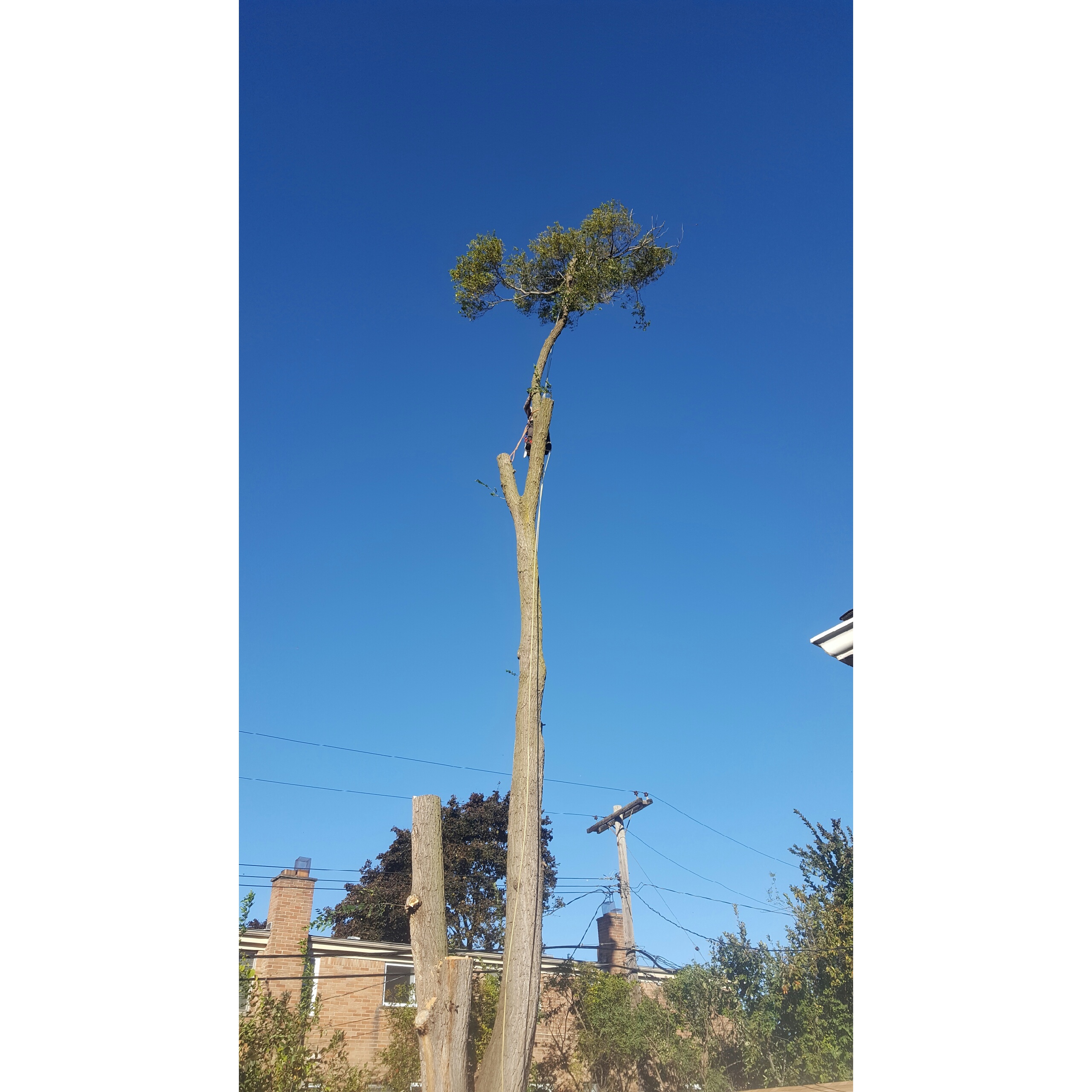 Coffman's Tree Service Logo