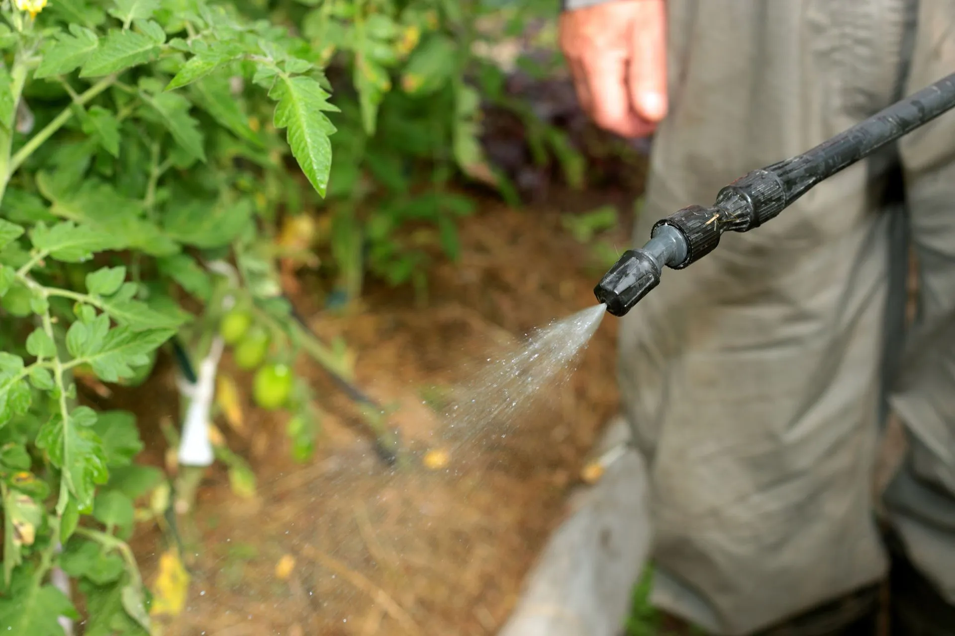 Seasonal & Specific Area Pest Control