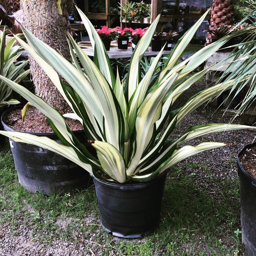 Unique Plants and Palms Photo