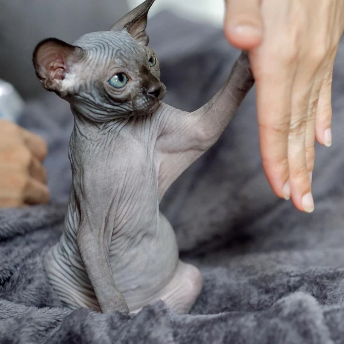 Black Sphynx Cat