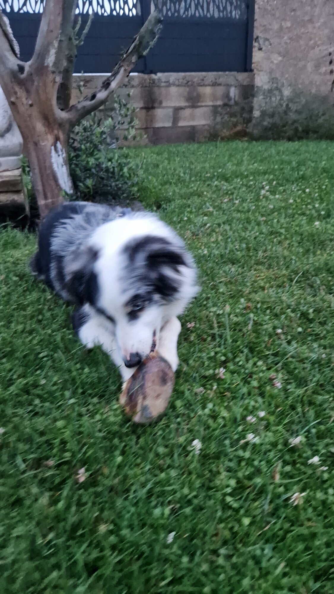 Miniature de la galerie