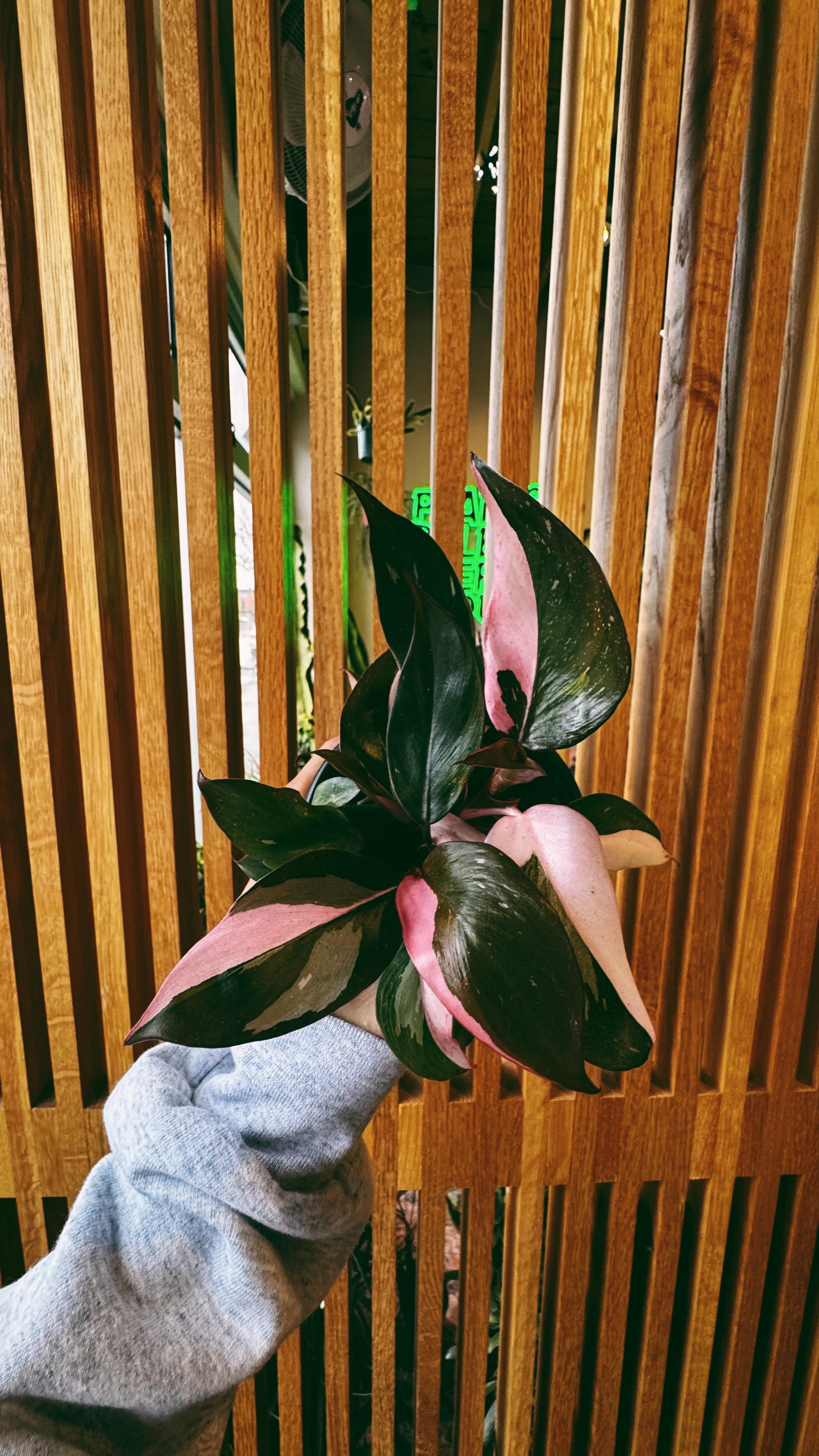 Denver Plant Club Image