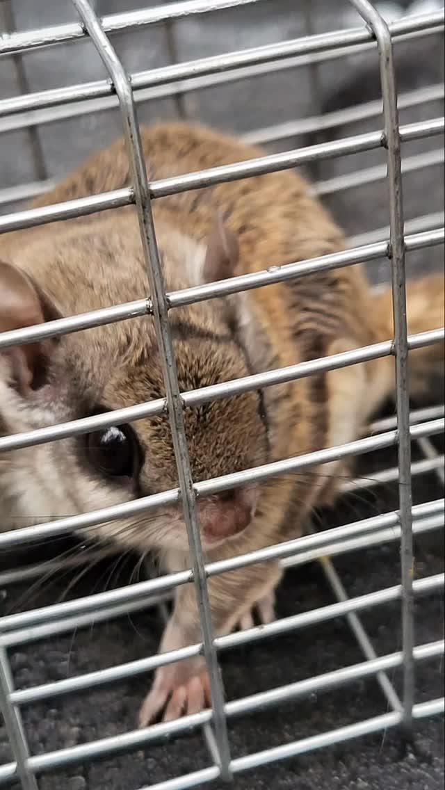 Soundview Wildlife Control
