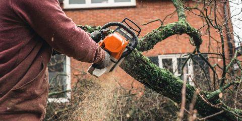 Halbro Tree Service Photo