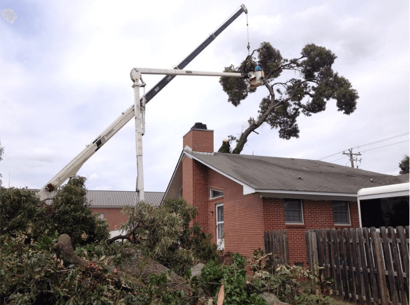 Allen's Tree Service Photo