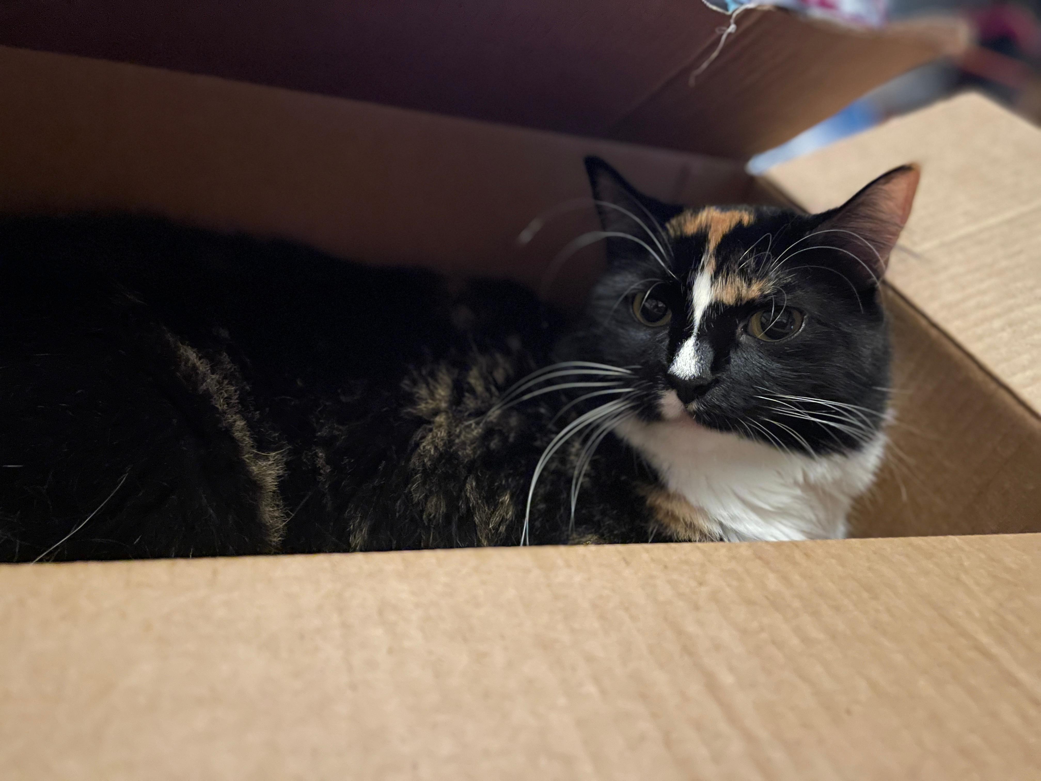 Woofie’s® of Lutz