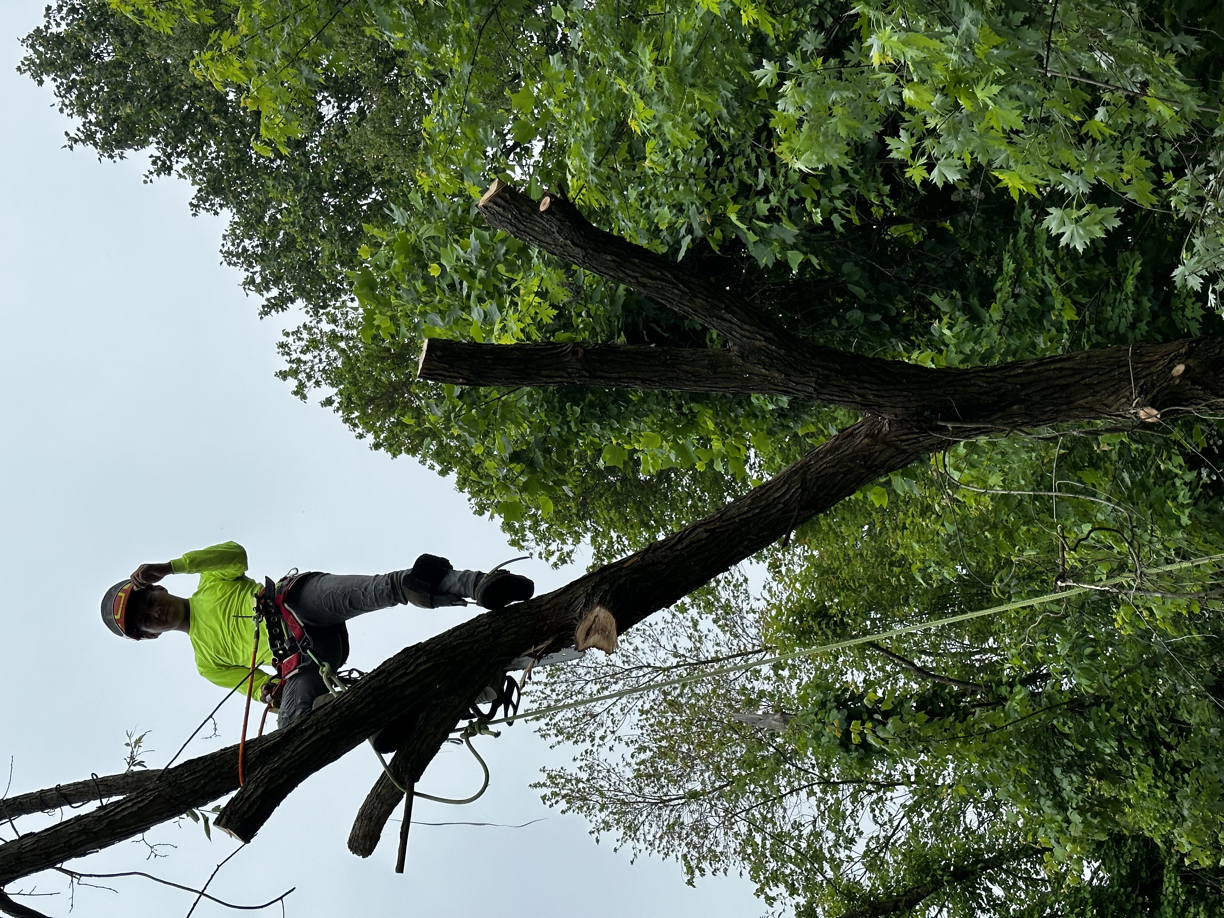 Northeast Tree Experts Image