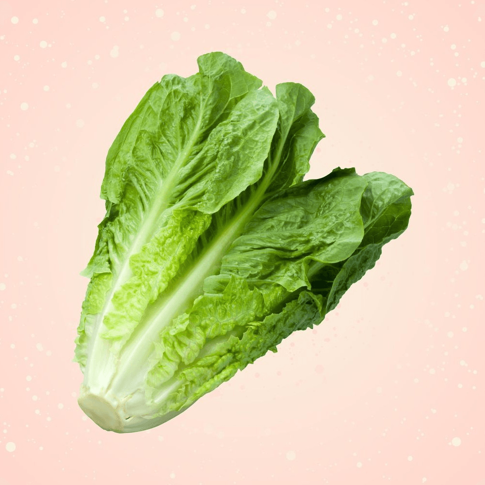 Romaine Lettuce 生菜
