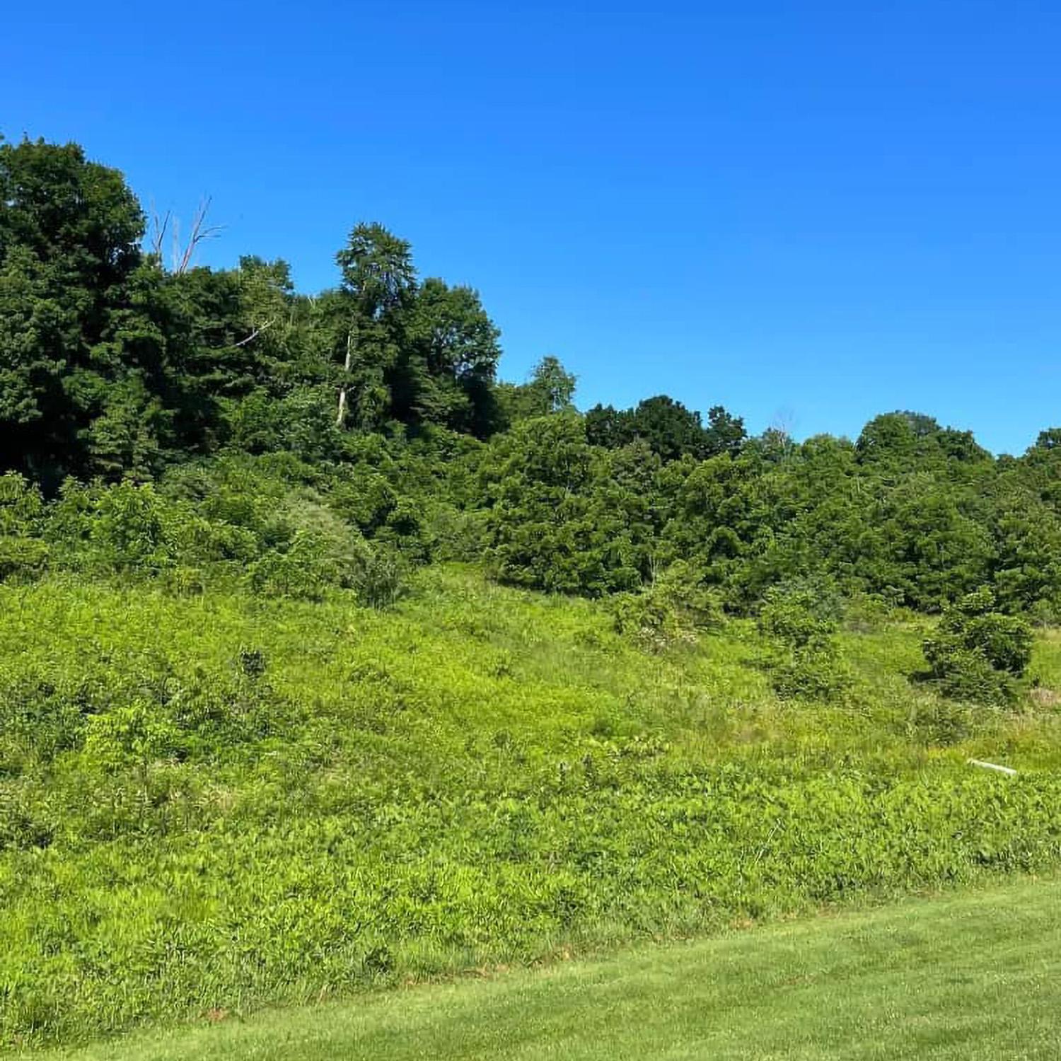 Yarger’s Forestry Services Image