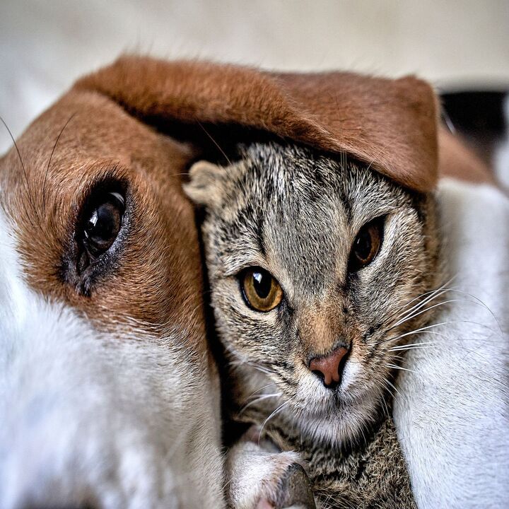 Hudson Bridge Veterinary Image