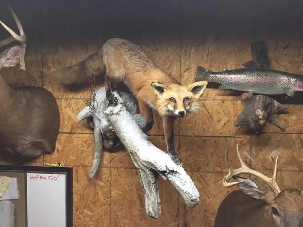 Images Mountain Critters Taxidermy