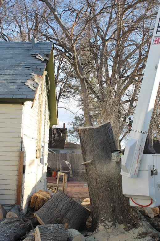 Tree Monkeys, LLC Image