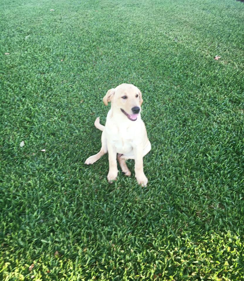 Legacy Turfgrass Logo