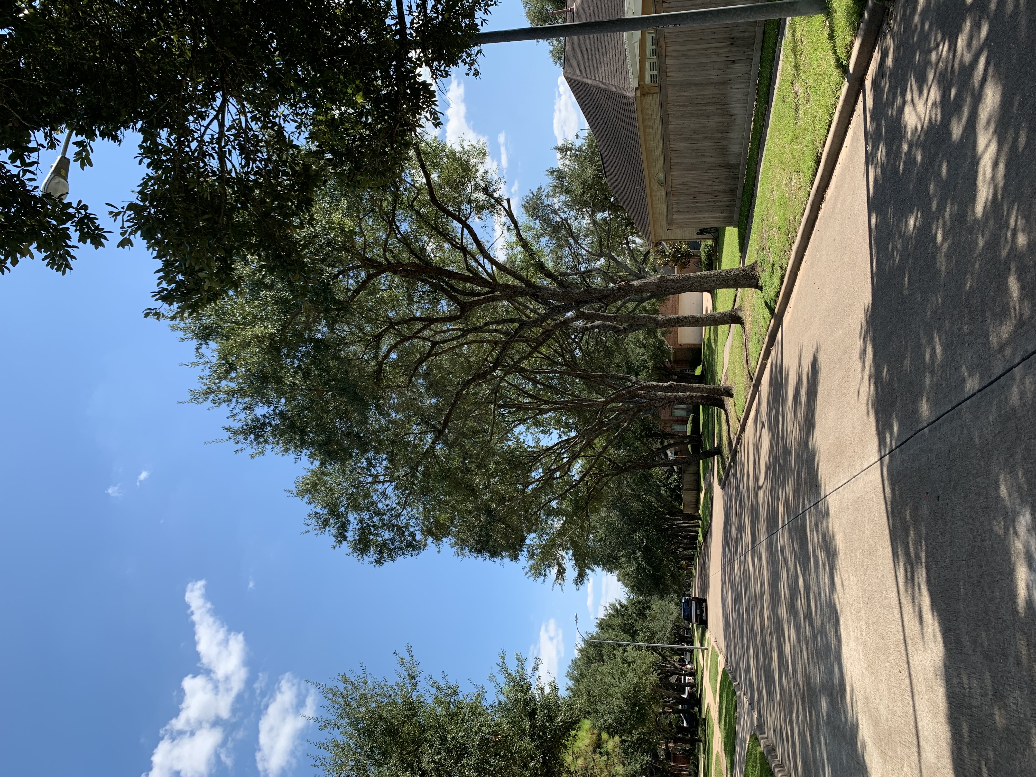 Miguel tree service Logo