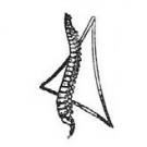St Marys Chiropractic Center