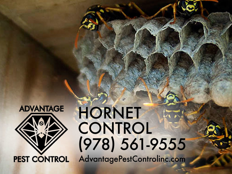 Advantage Pest Control, Inc Photo