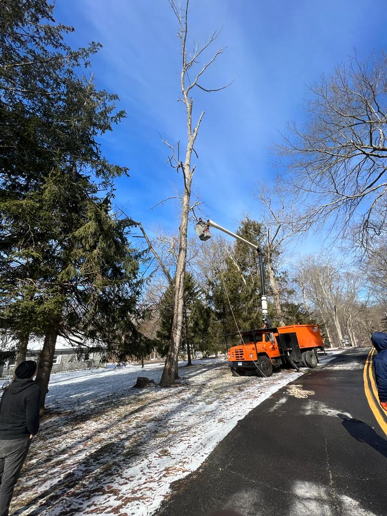 Lozada's Landscaping & Tree Services LLC Image