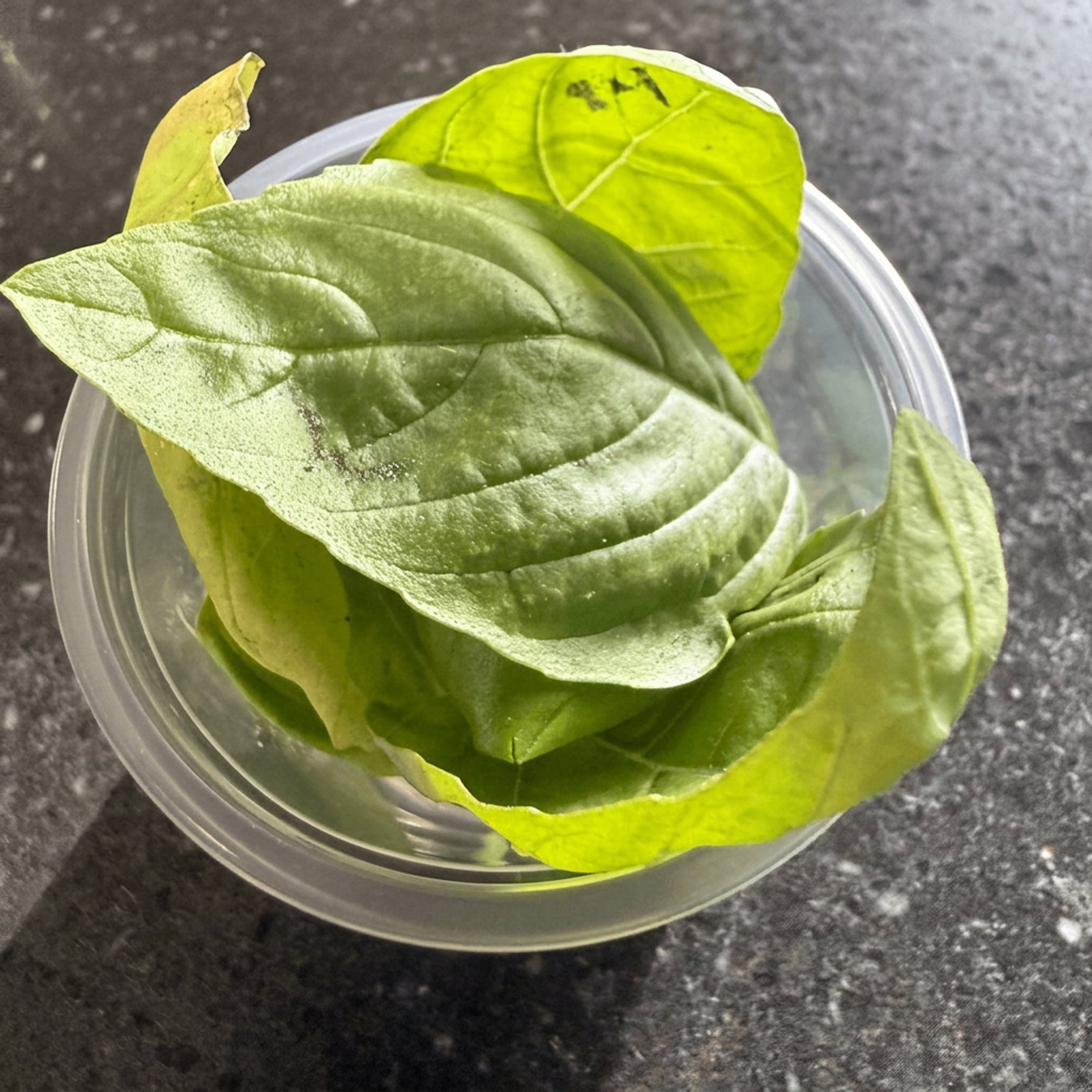 Basil