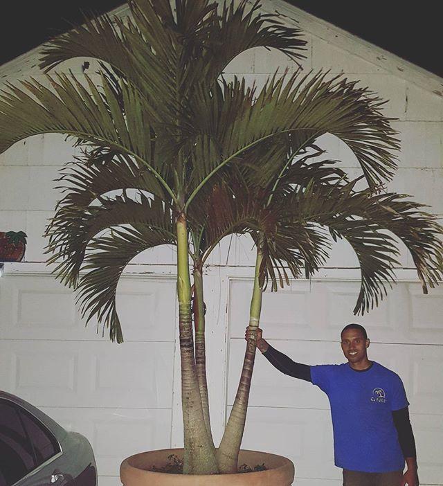 CT Palm Trees Photo