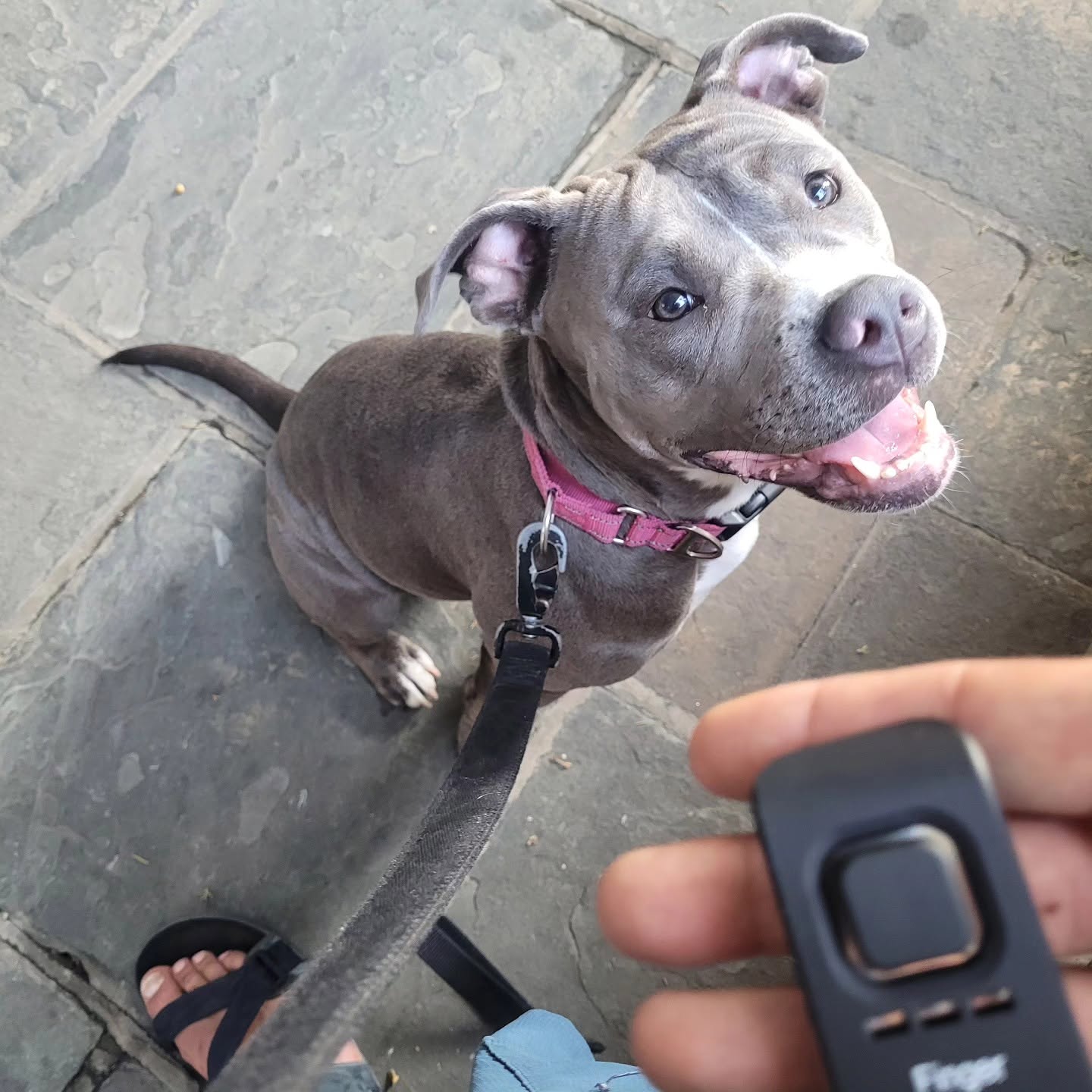 Personal Dog Walking