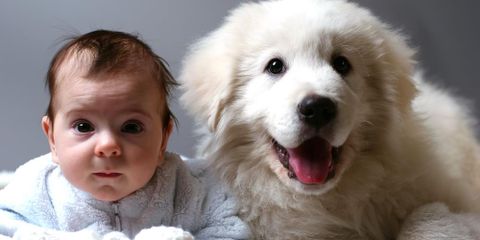 How Can You Prepare Your Dog for a New Baby?