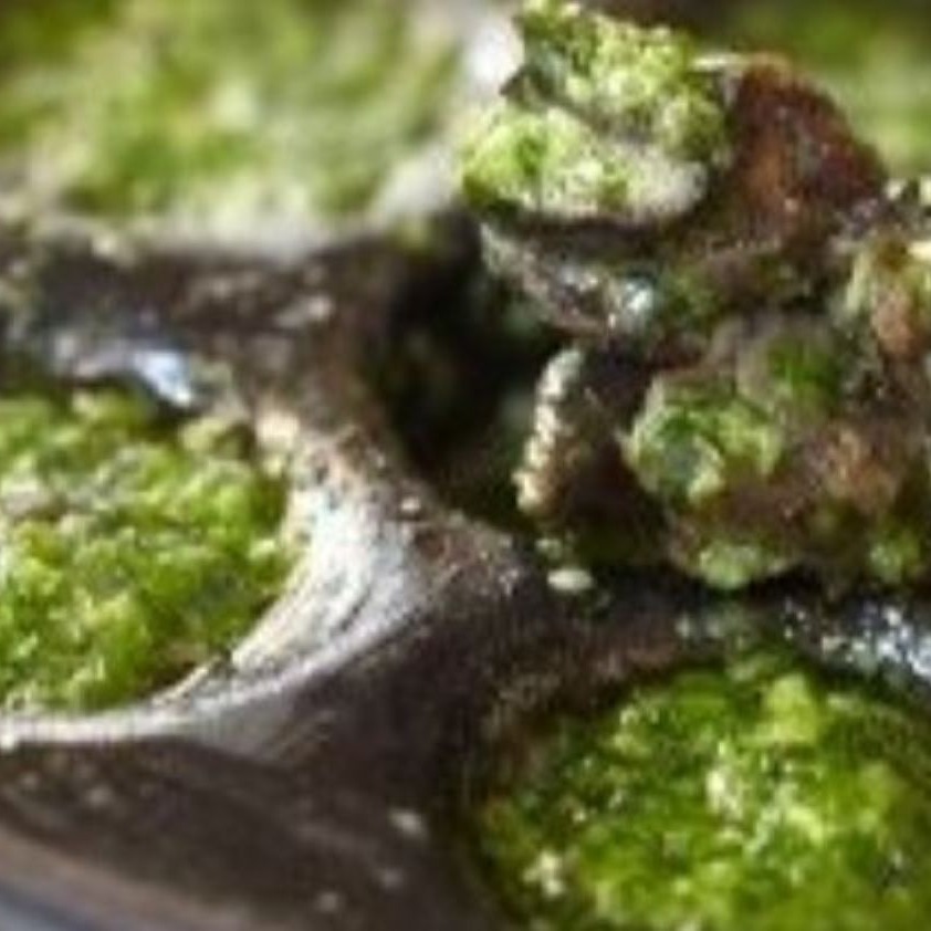 Imported Escargots "Burgundy Style"