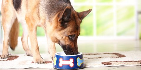 Should My Older Dog Eat Special Food?