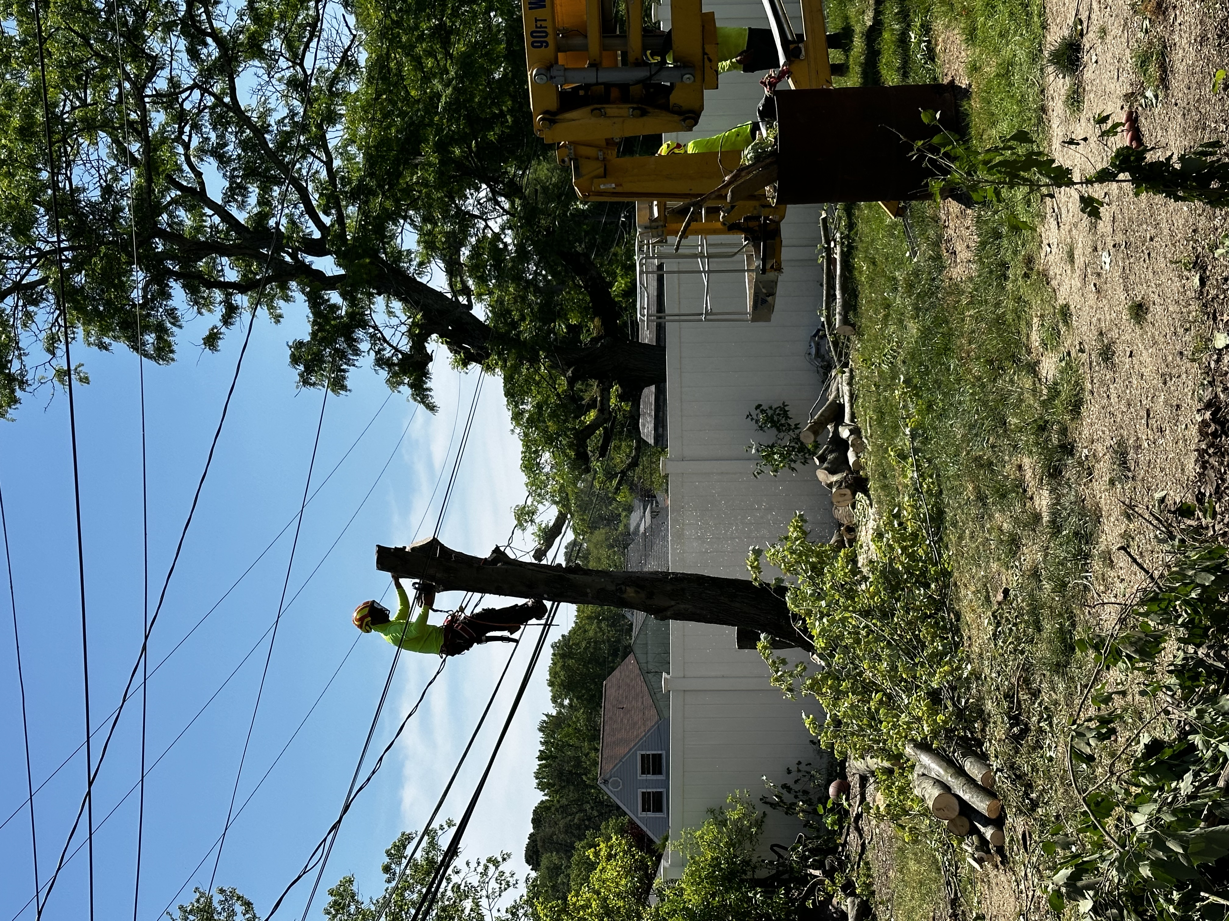 Northeast Tree Experts Image