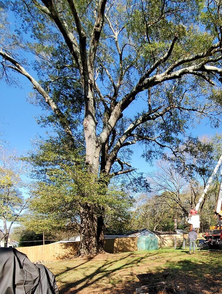 ALPHA TREE CARE LLC Image