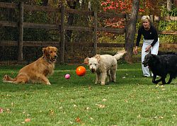 Queen Of The Valley Farm a Pet Resort Photo