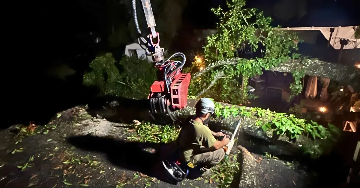 My Florida Tree Guys Image