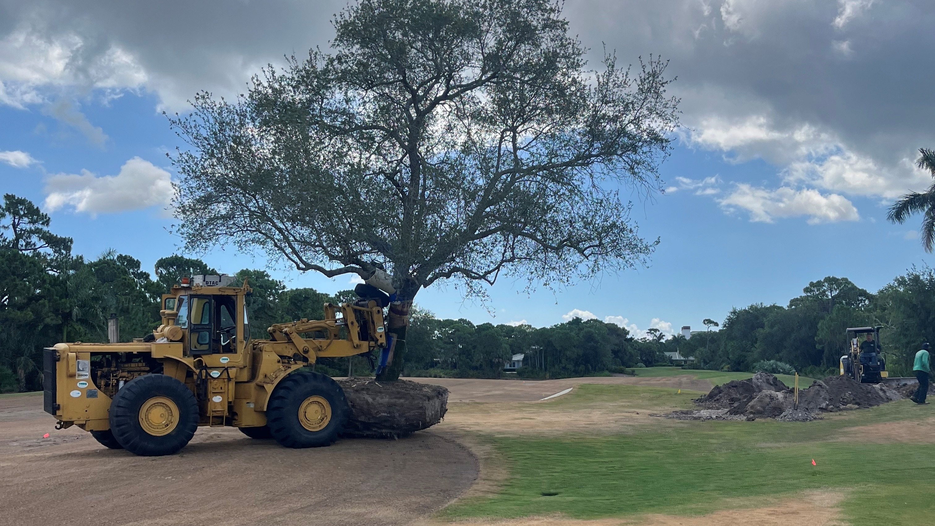 Timber Tree Co Image