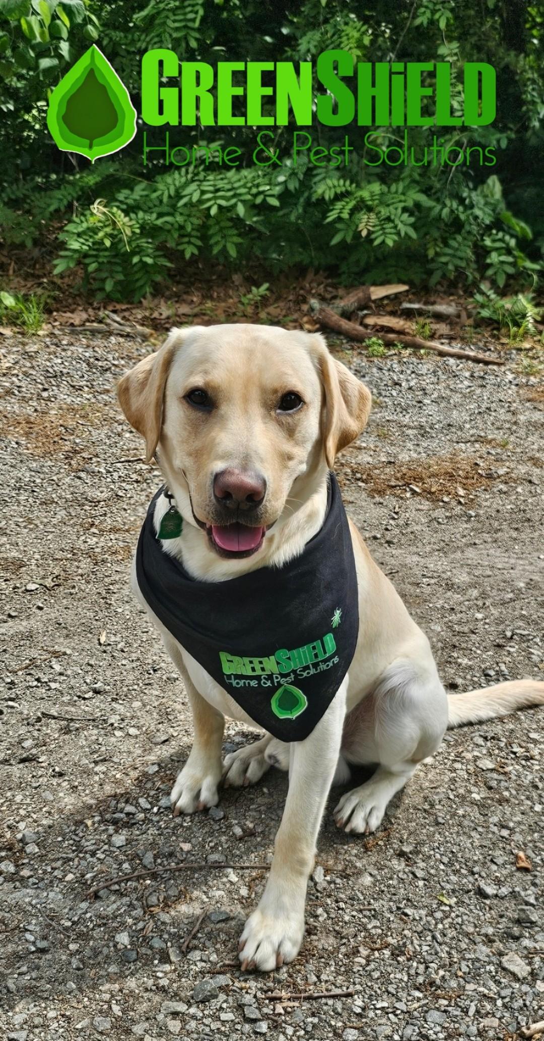 GreenShield Home & Pest Solutions - Richmond Image