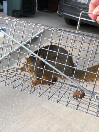 Images Pro's Choice Pest Control