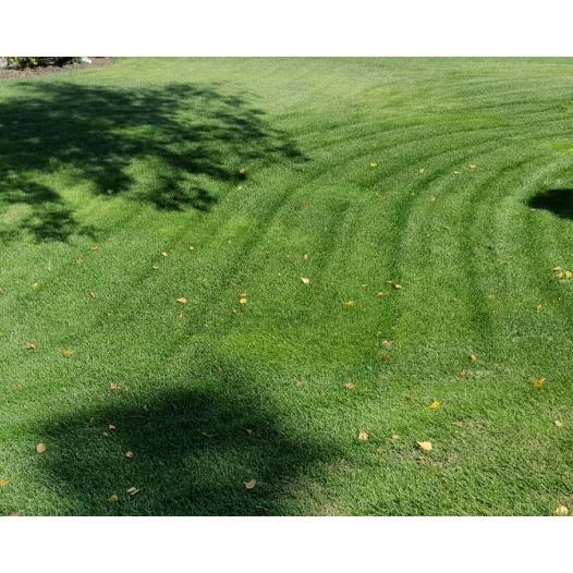 Always Green Tree  Lawn and Landscape Logo