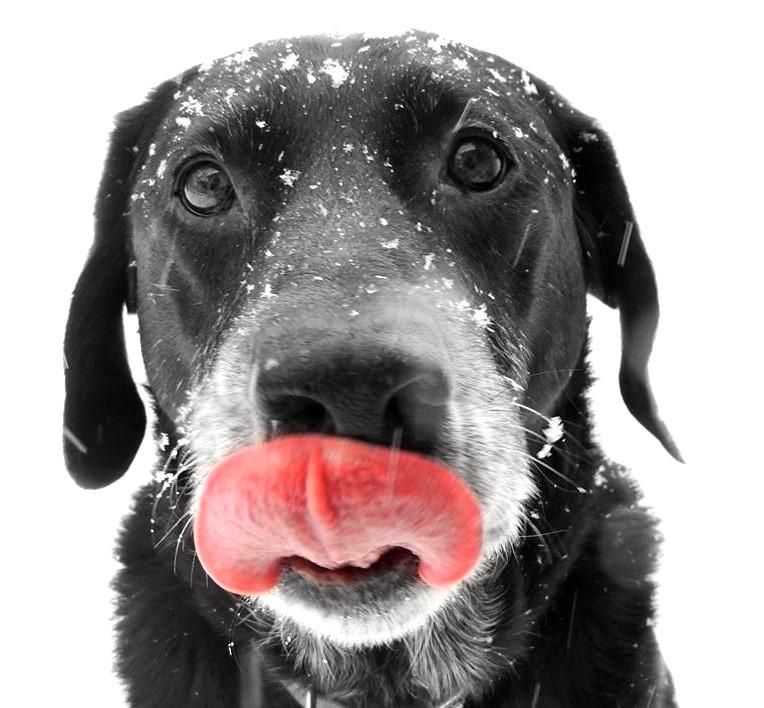 Pet Relocation Image