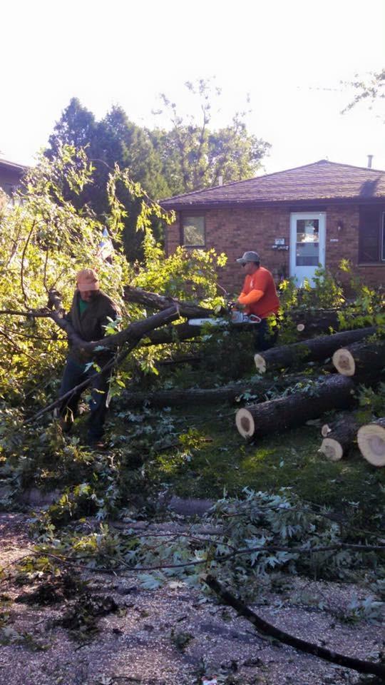 New Beginning Tree Service Company Image