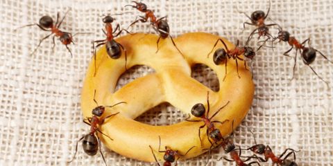 3 Types of Foods That Attract Ants