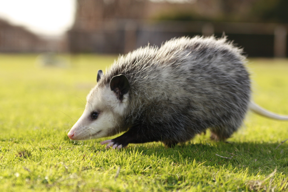 Trapper John Rodent & Animal Specialist Photo