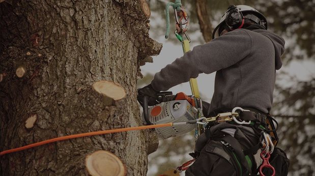 Images Tim's Tree Removal And Services LLC