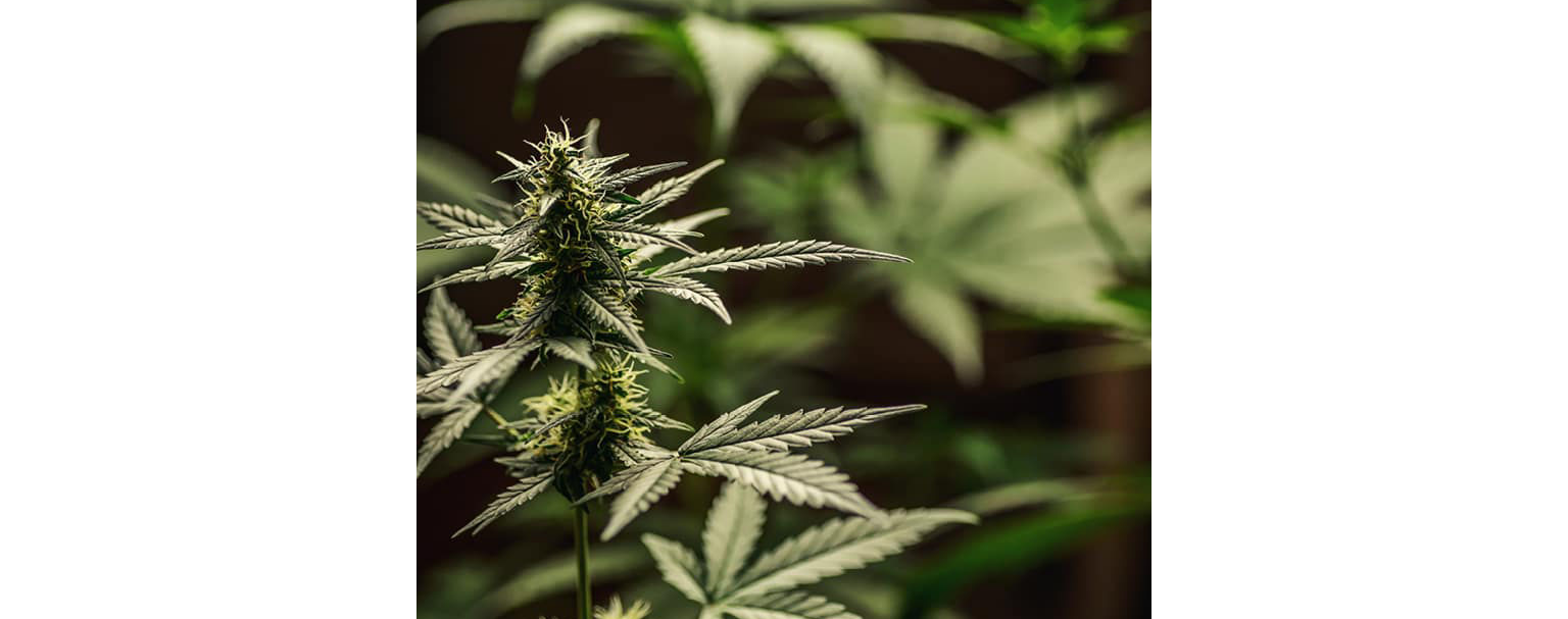 Verona Collective Image