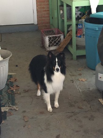 Images Kamp K9 Pet Resort and Spa