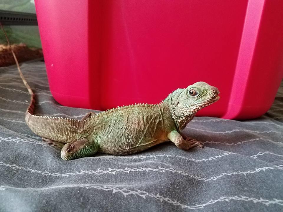 Melo's Reptile Sanctuary aims to find a reptile, no matter how big or how small, a new home where it will be loved till the end of its days.