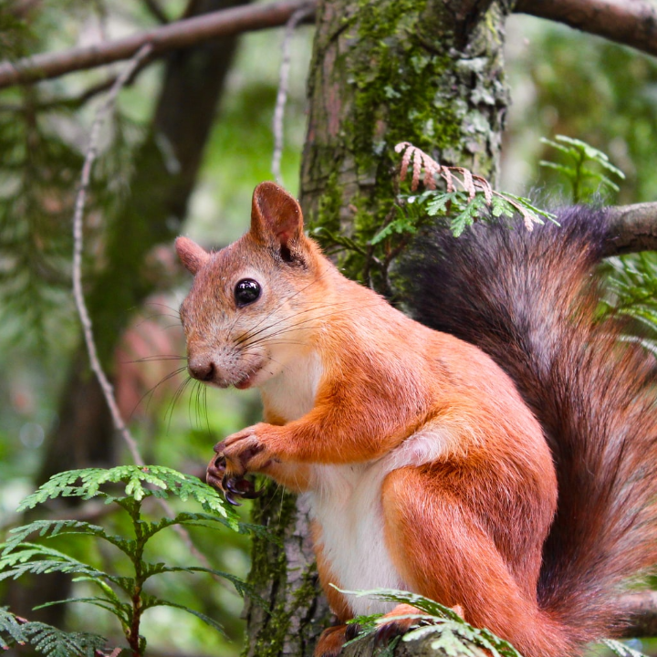 Wildlife Removal Kansas City