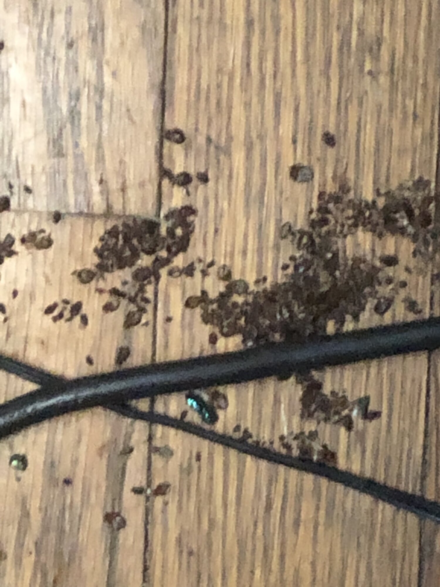 Pro Heat Pest Solutions LLC Image